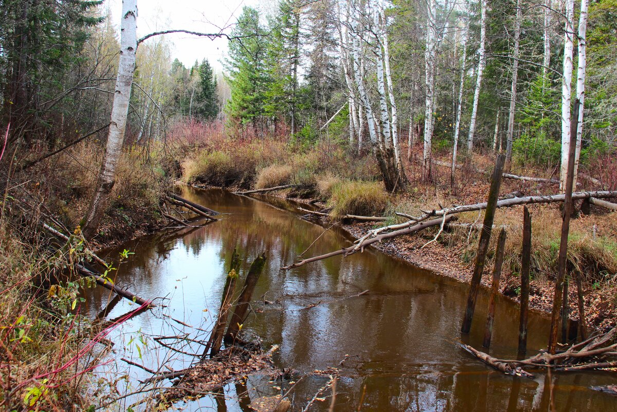 Нигия - Сергей Никифоров
