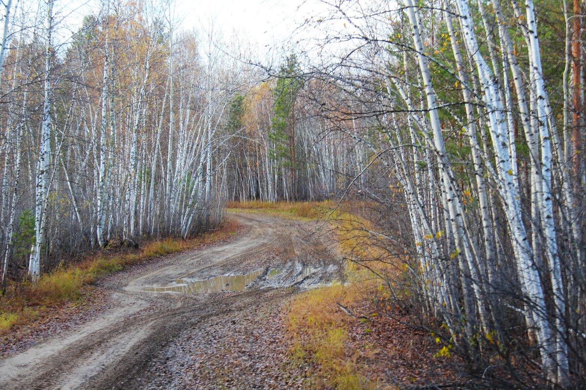Березы - Сергей Никифоров