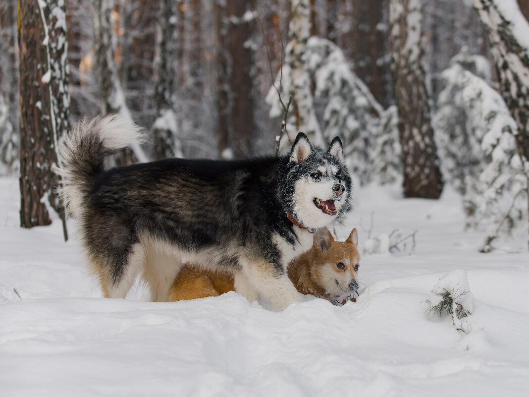 Лесные нимфы - ARTEseniya Кристина Вальтер