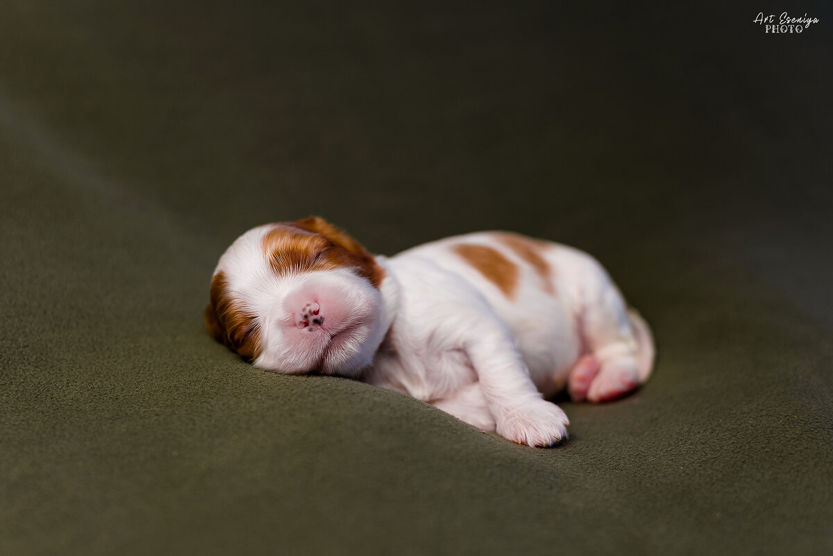 Садкие сны - ARTEseniya Кристина Вальтер