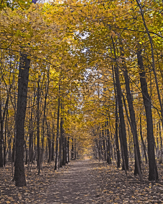 Серебряный Бор. Лиственничная аллея. - Сергей Фомичев