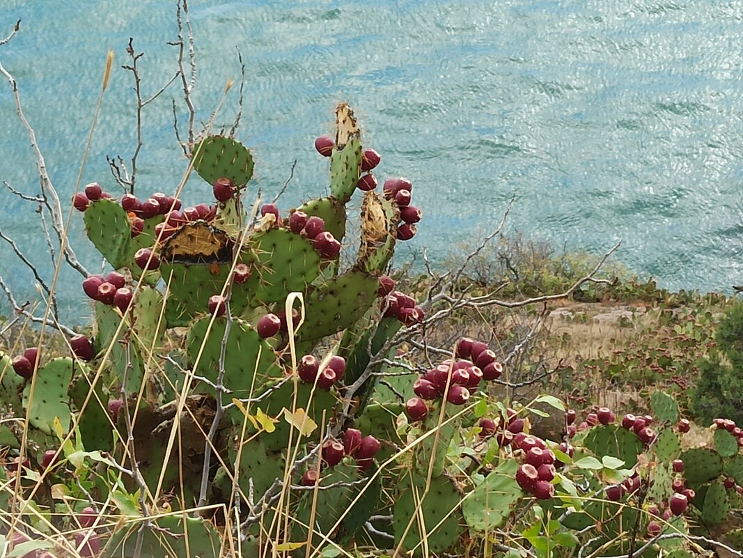 Опунция. Дикий кактус Крымских гор. - Галина 