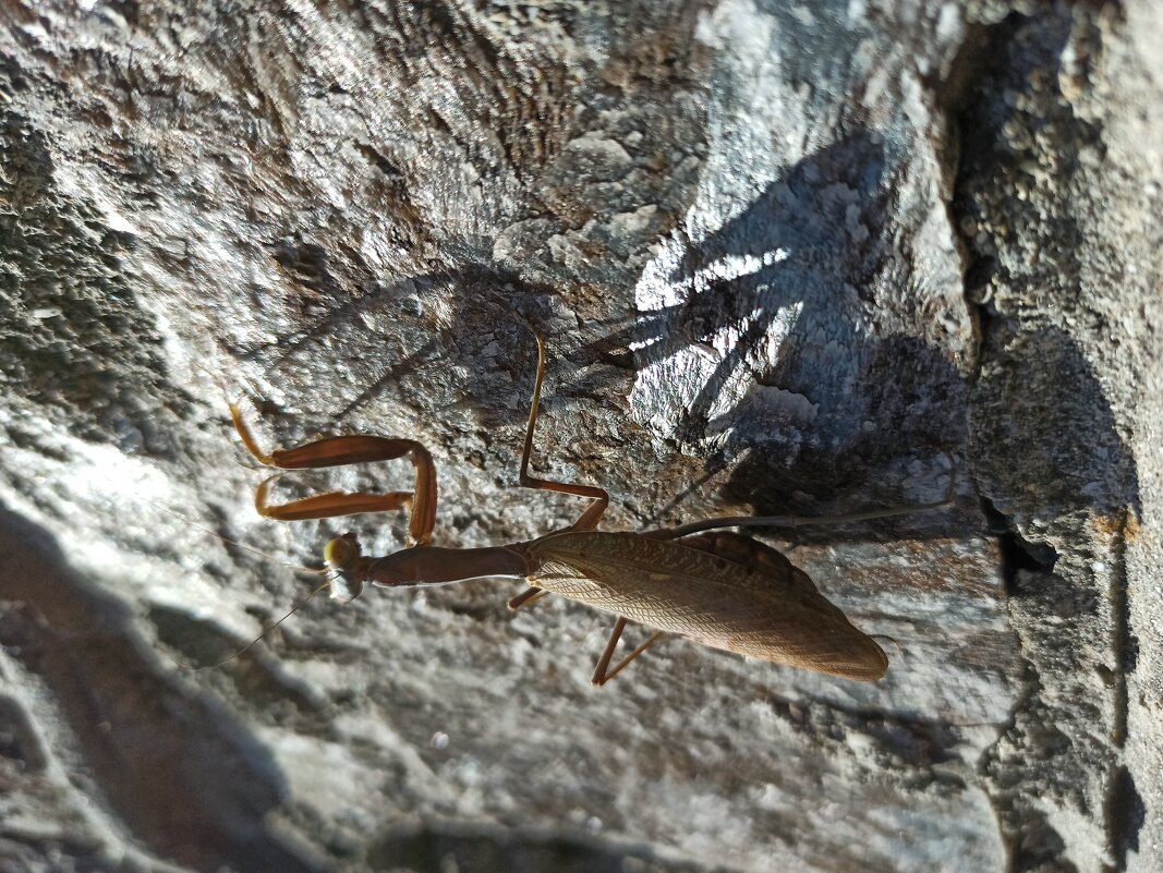 Крымский богомольчик - Галина 