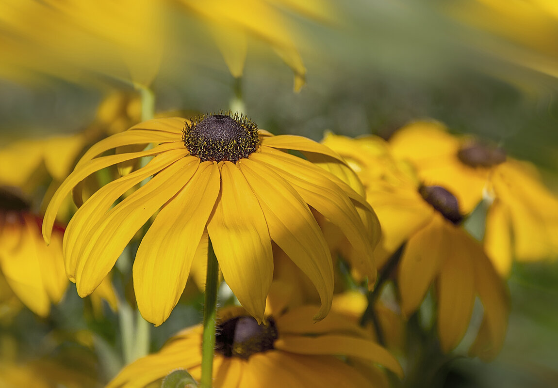 Из солнечного августа. - Bosanat 