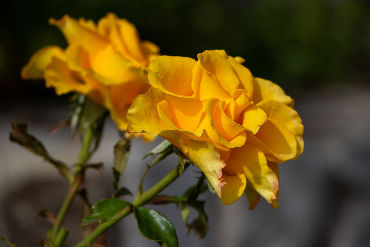 Видимо солнечного света не хватало, а тут роза желтая... - Дмитрий А