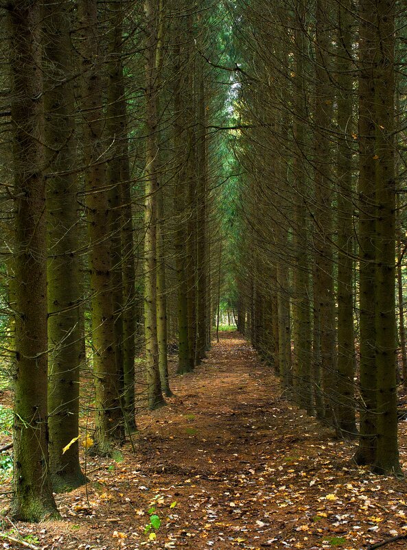 Тропинка... - Олег Алексеев