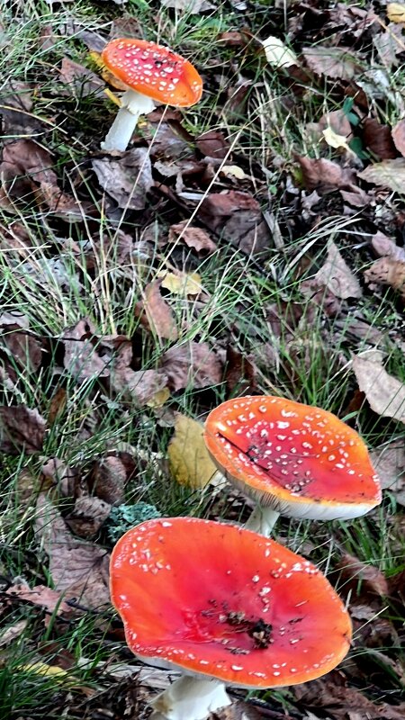 Но грибник, ты не шути, Ядовит он, берегись. Не смотри, не говори, - "The Natural World" Александер