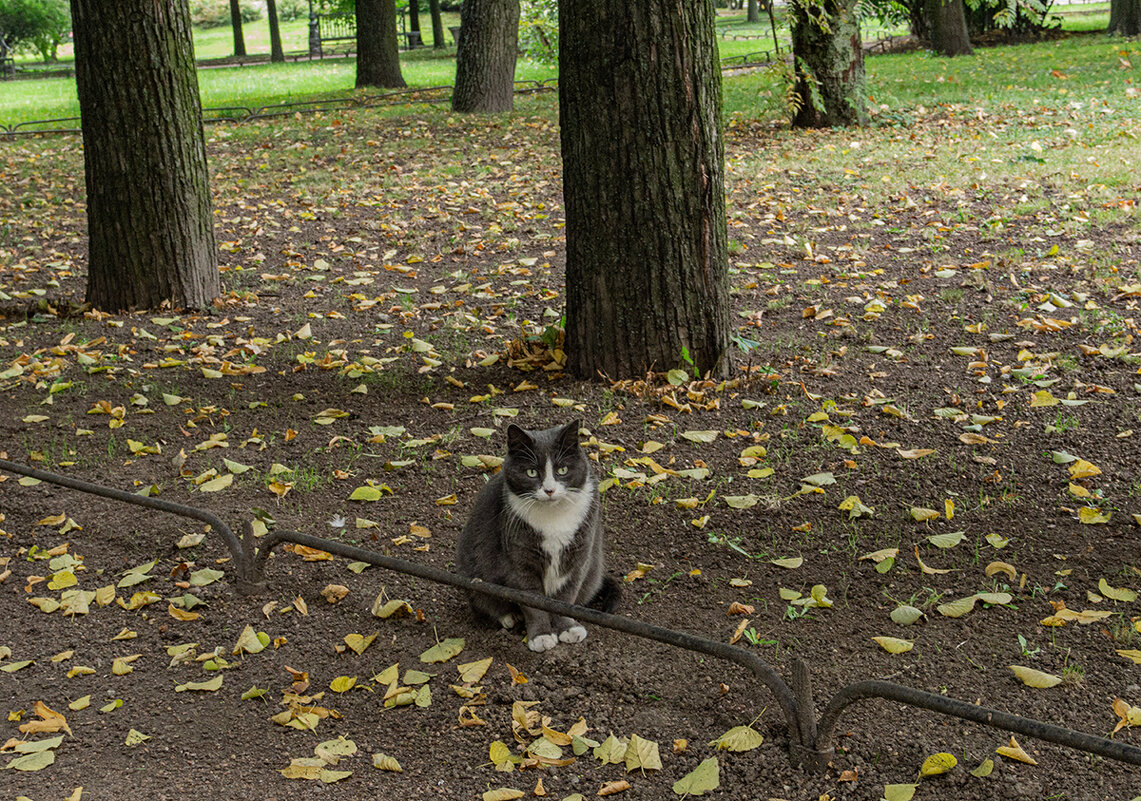 В саду - Ирина Соловьёва В саду - Ирина Соловьёва
