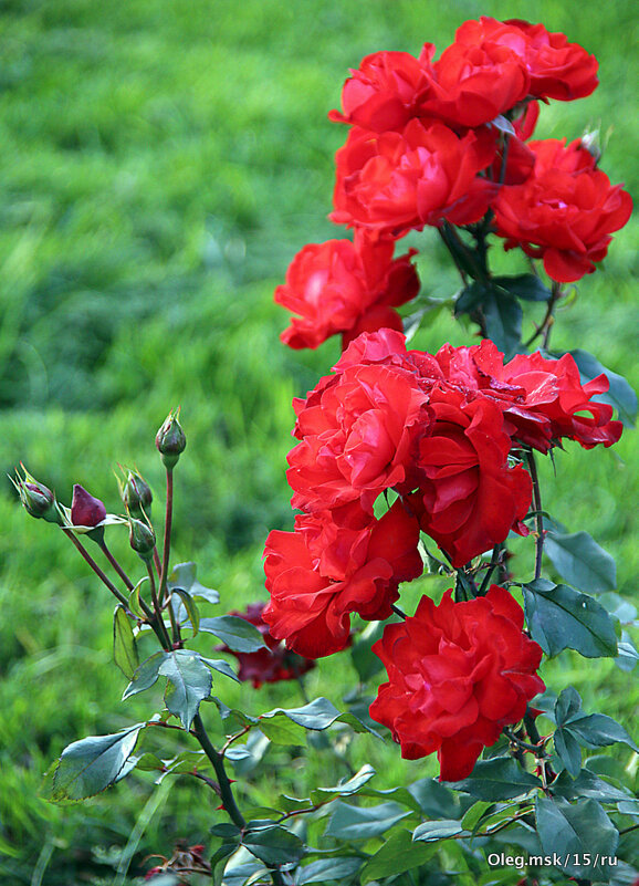 они на радость нам даны - Олег Лукьянов они на радость нам даны - Олег Лукьянов