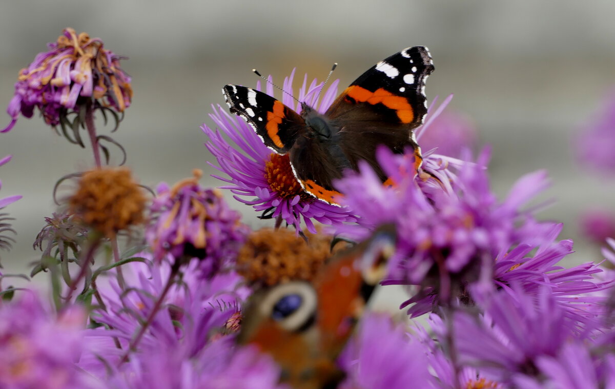 пары октябрьских бабочек  2 - Александр Прокудин
