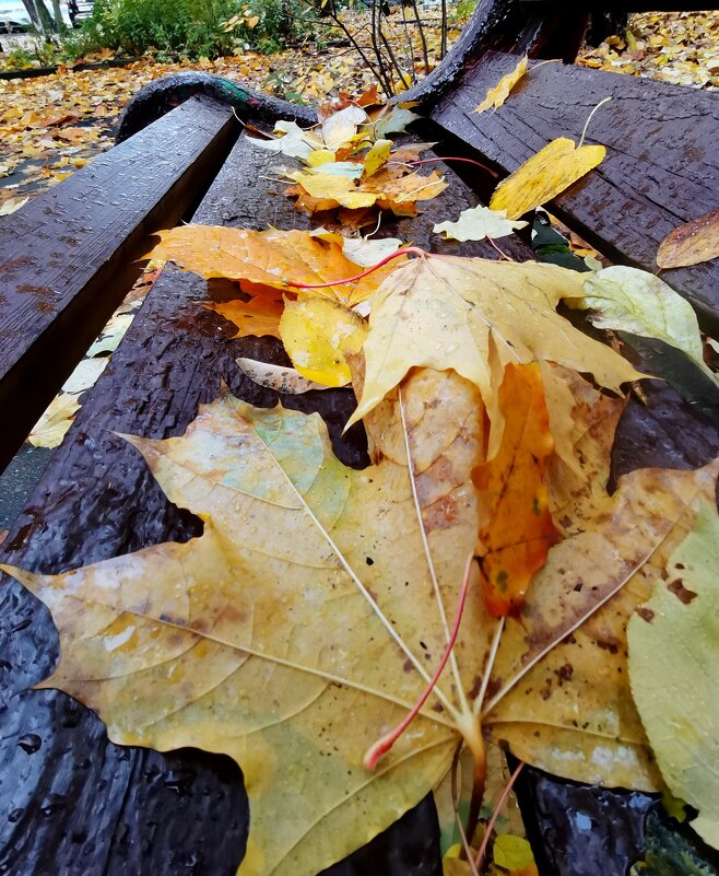 *** - Любимова Ольга 