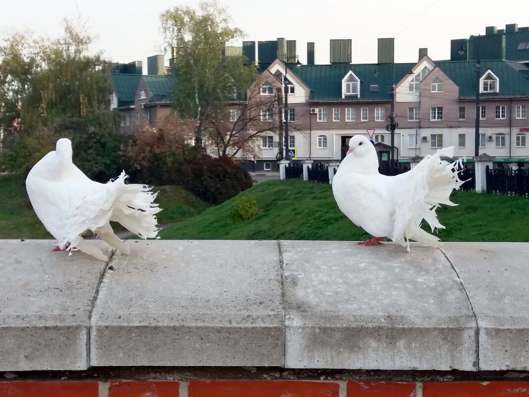 Голуби - Galina Solovova