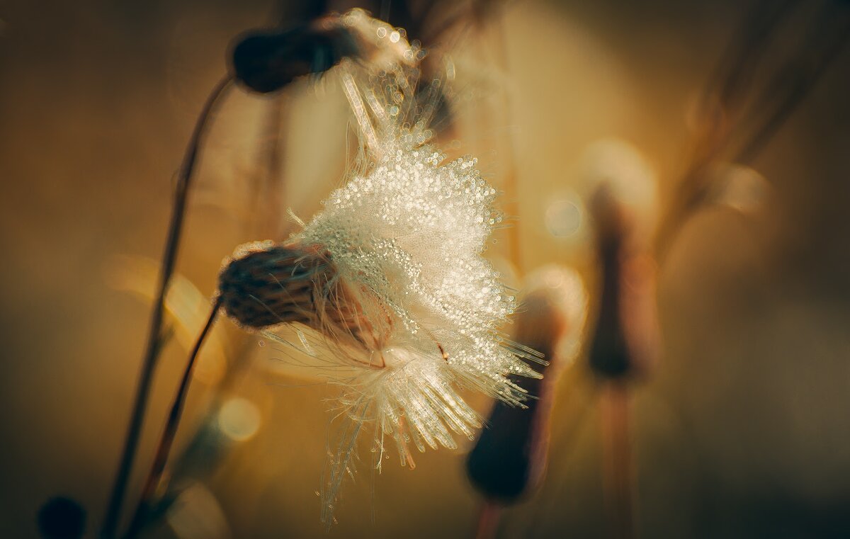 *** - Виктор Иванович Чернюк