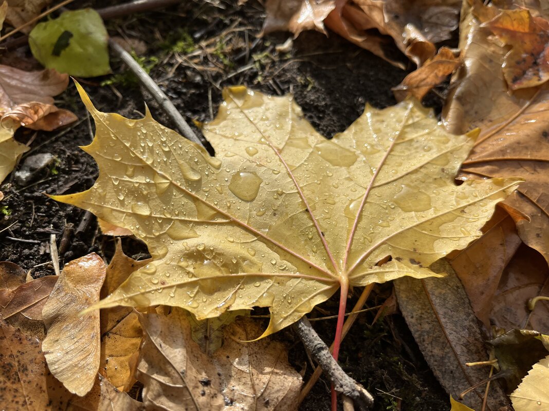 ***следы дождя*** - Olga Oskolkova