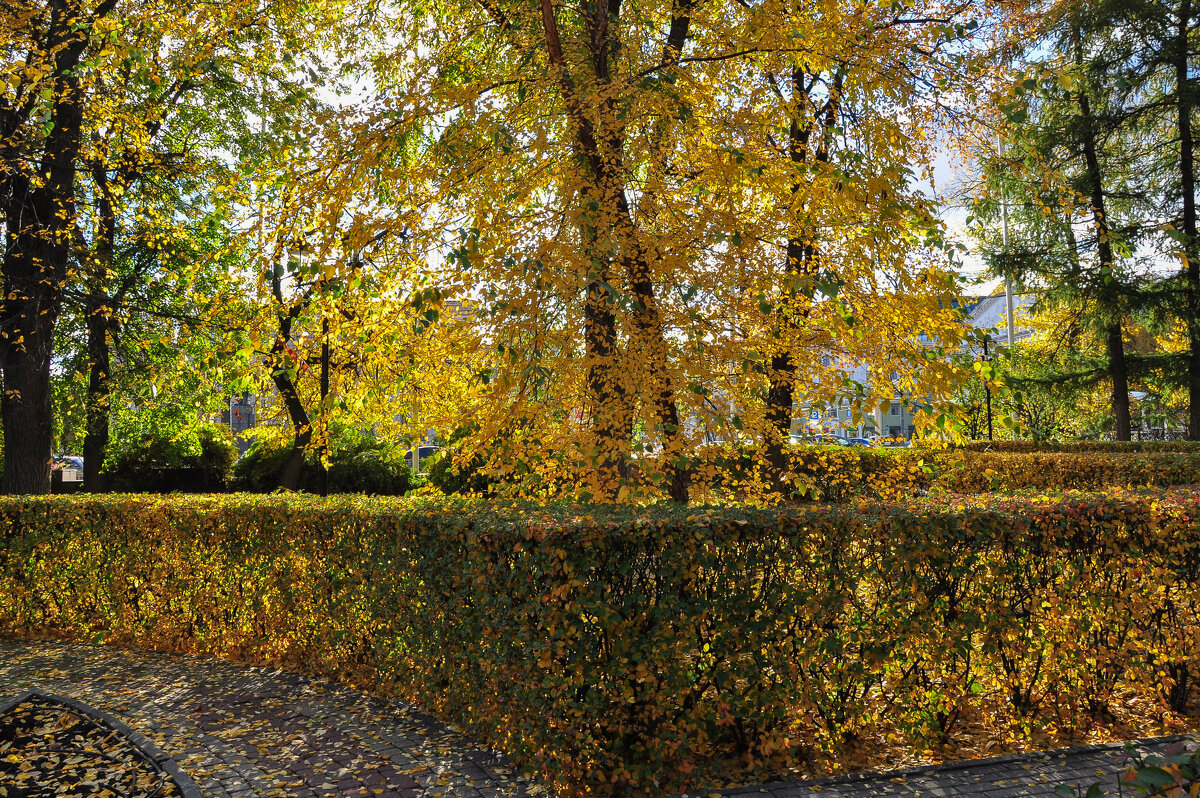 Золотые брызги осени - Татьяна Машошина