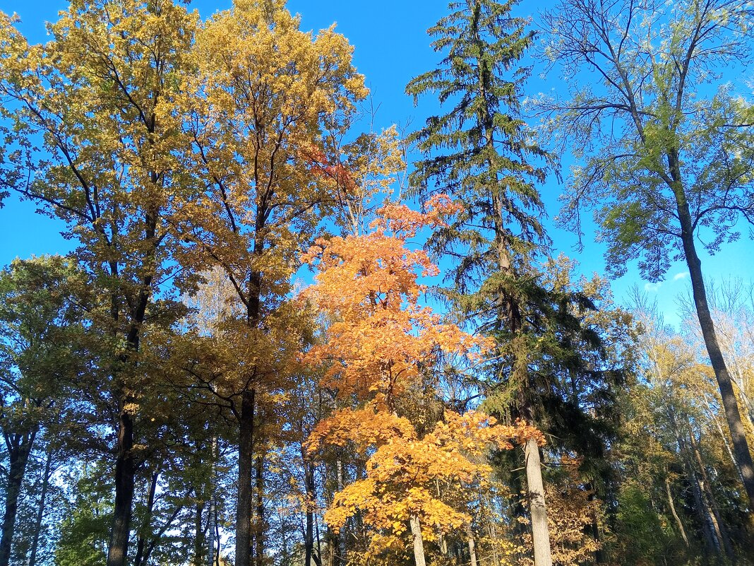 Осень - Сапсан 