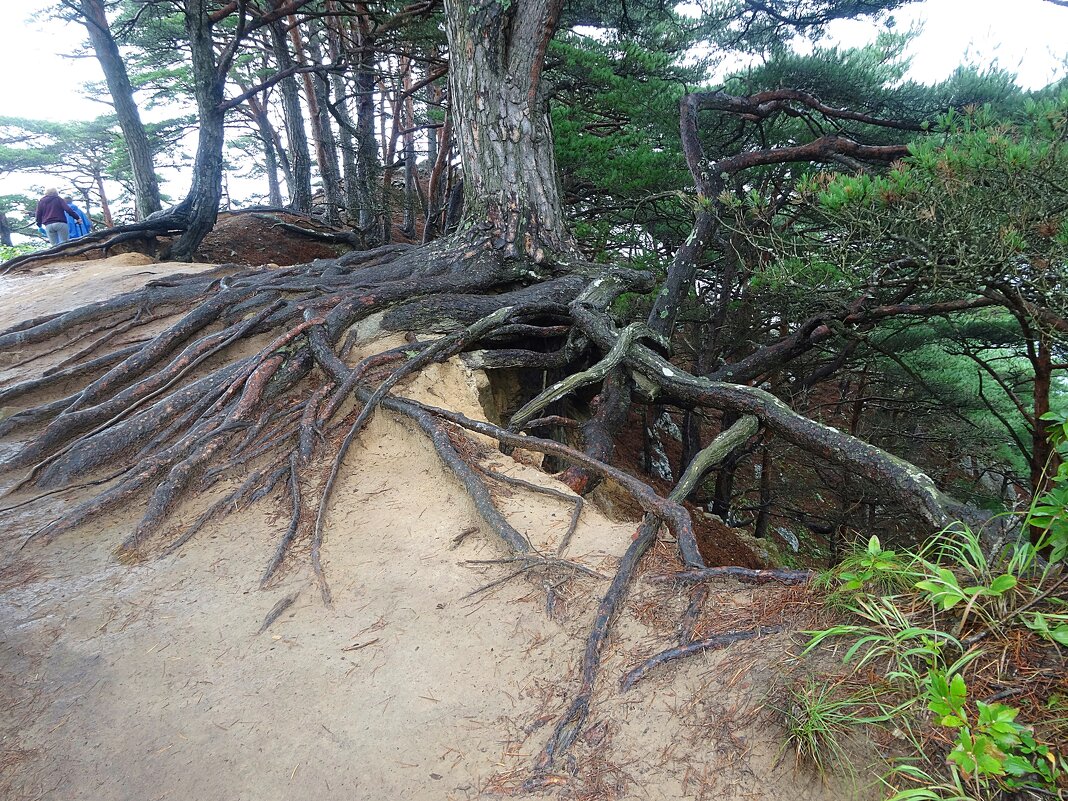 Могильные сосны - Лидия Бусурина Могильные сосны - Лидия Бусурина