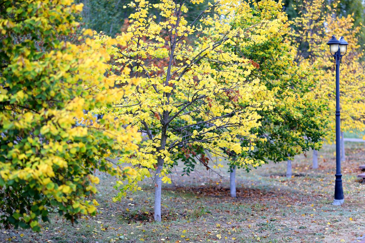 Осень - Андрей Л. В.