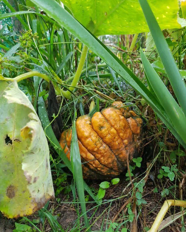 Тыква Киоджа - Tata Wolf