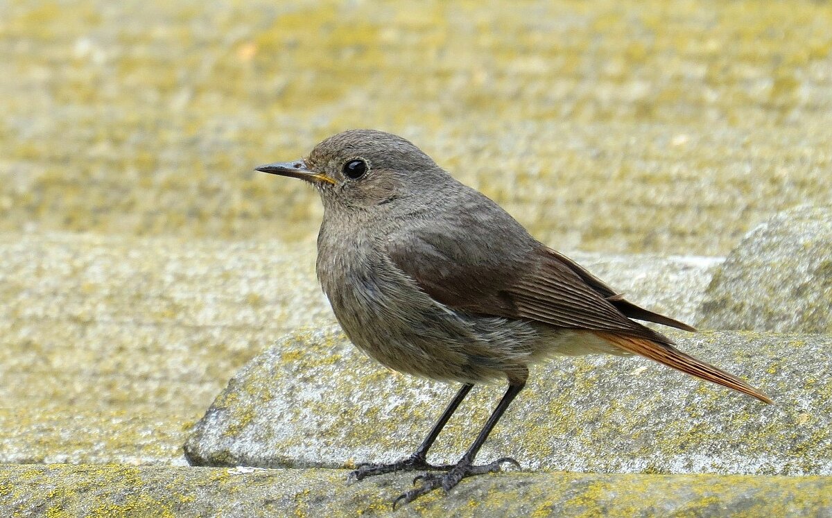 На крыше - Natali 