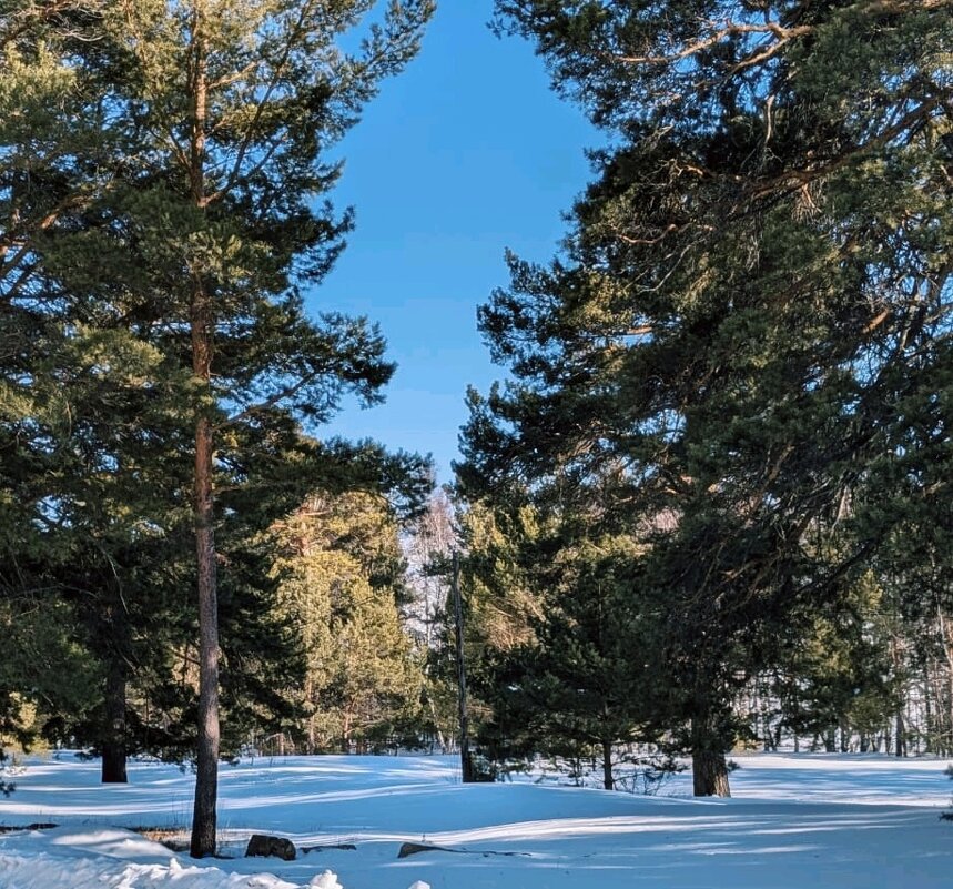 Зимняя сказка - Георгиевич 