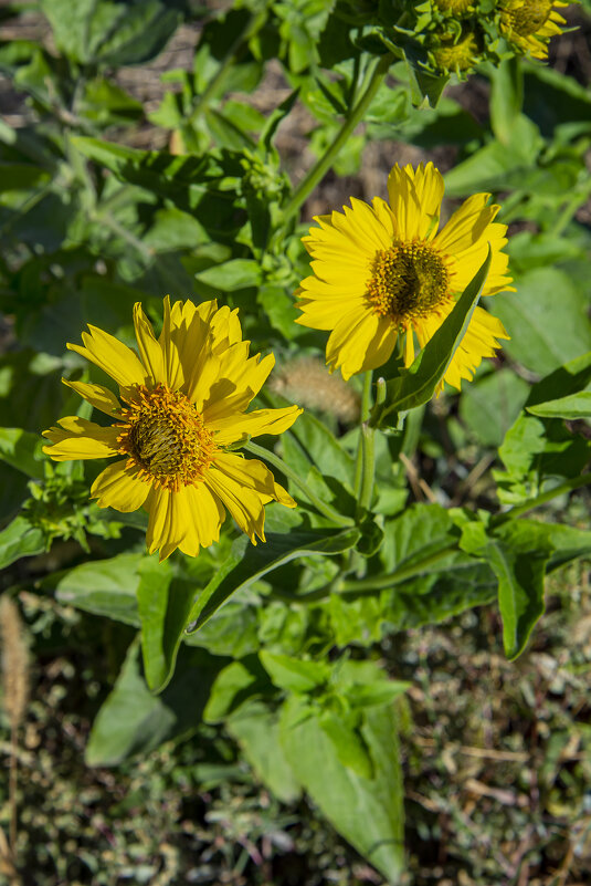 Жёлтые - Анатолий Чикчирный