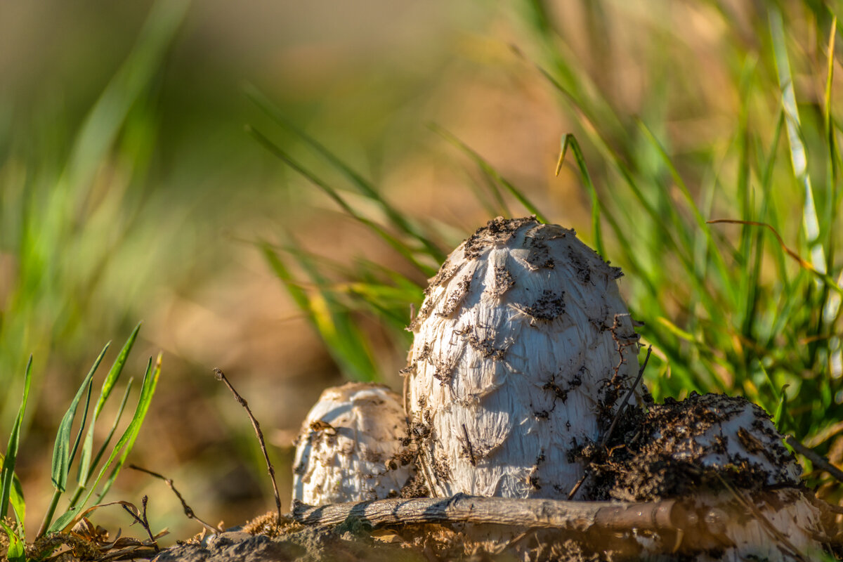 грибы - Игорь Сикорский