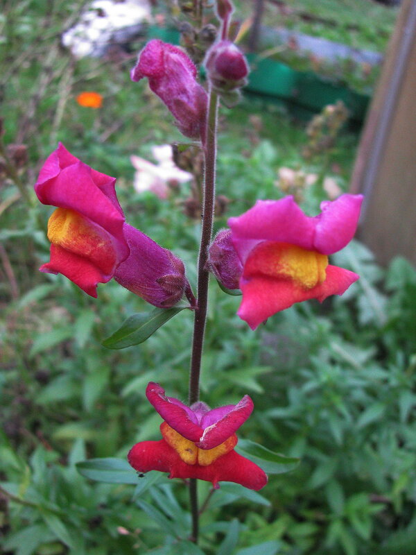 Красавчик - Людмила Смородинская