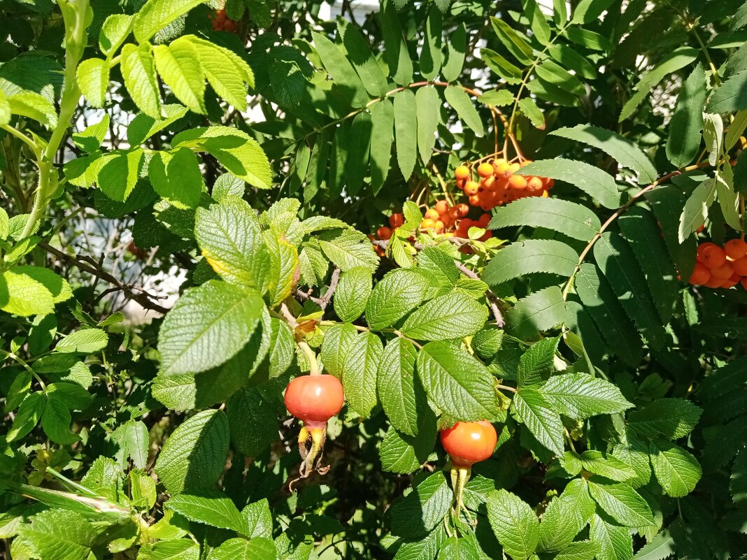 Плоды. - Владимир Драгунский