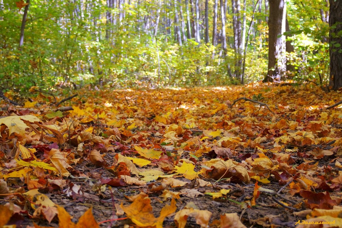 День собирания осенних листьев - Андрей Заломленков