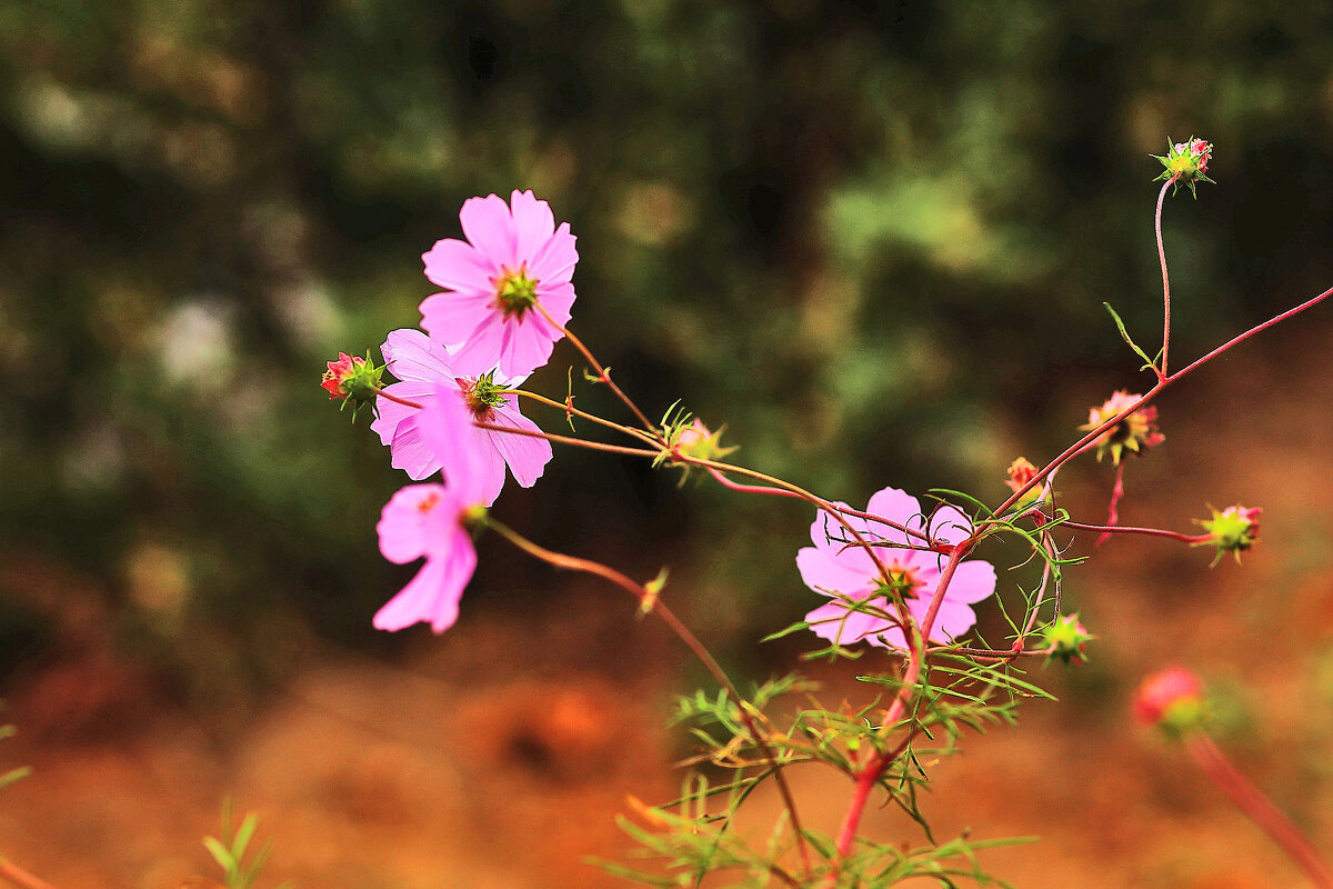 Цветочки - Юрий Гайворонскiий