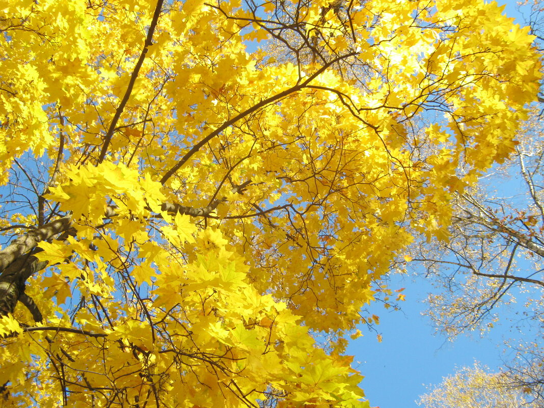 Золото осени - Елена Семигина