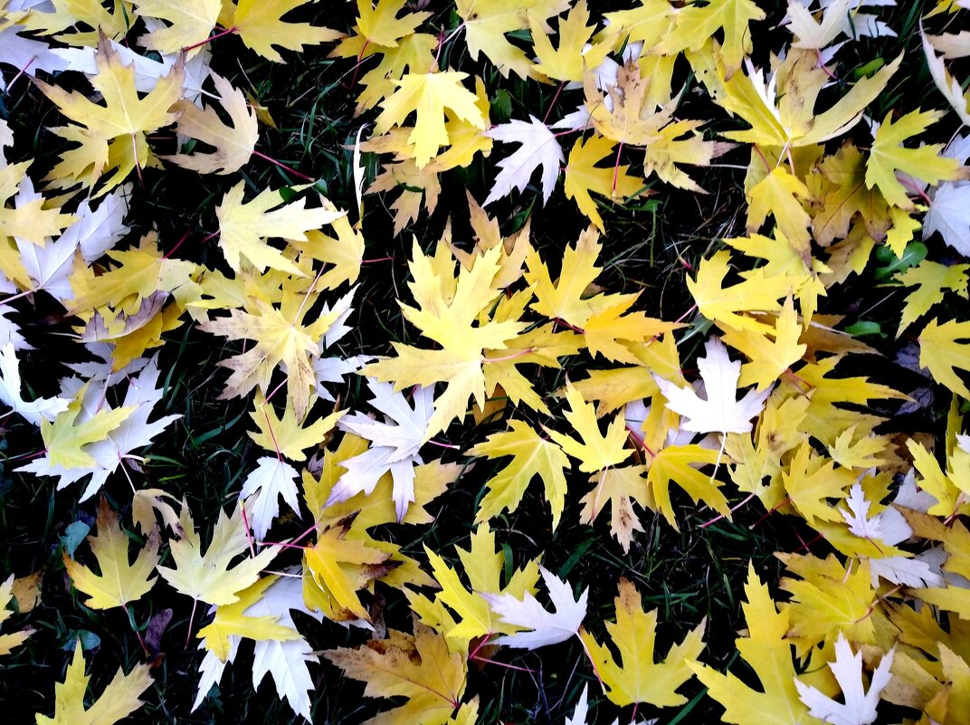 Осенний ковер - Елена Семигина