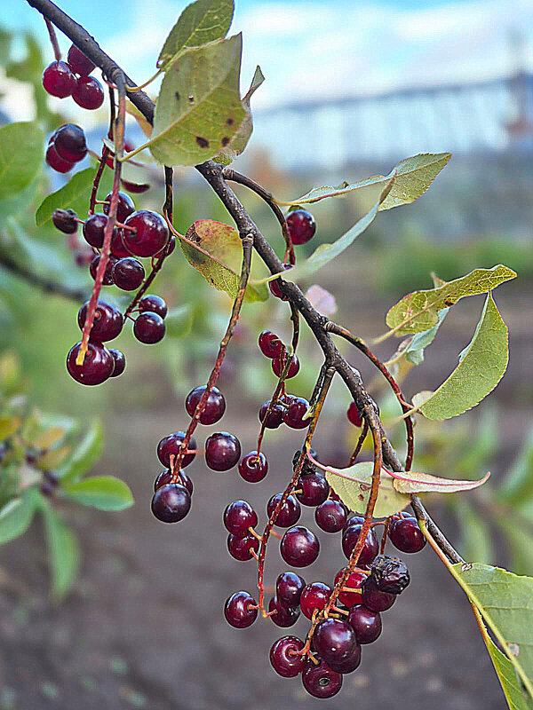 Черёмуха - Алевтина Черёмуха - Алевтина