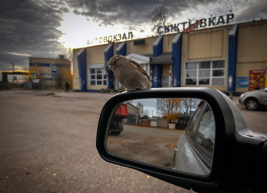 Сыктывкар - Дмитрий Иванов