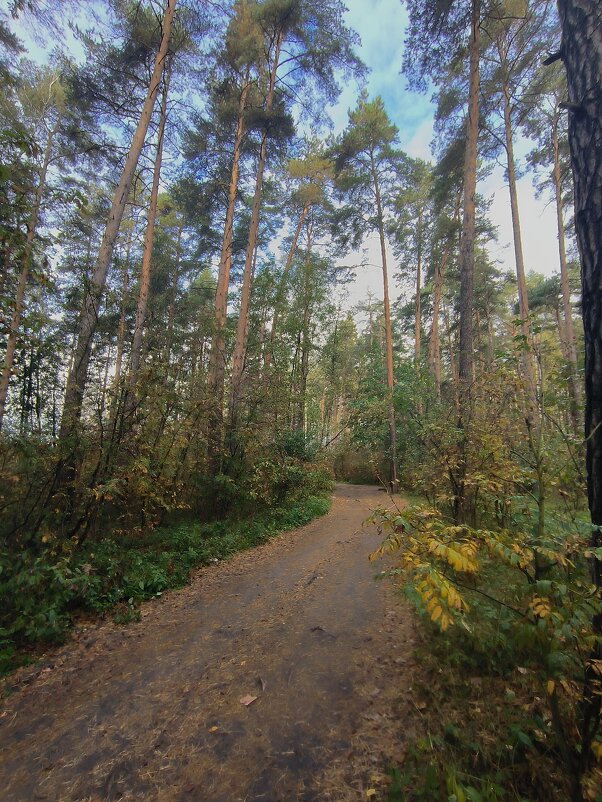 Лесные дорожки - Тамара Вебер