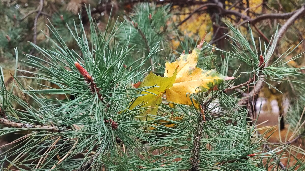 ,,, - Сергей Тимоновский