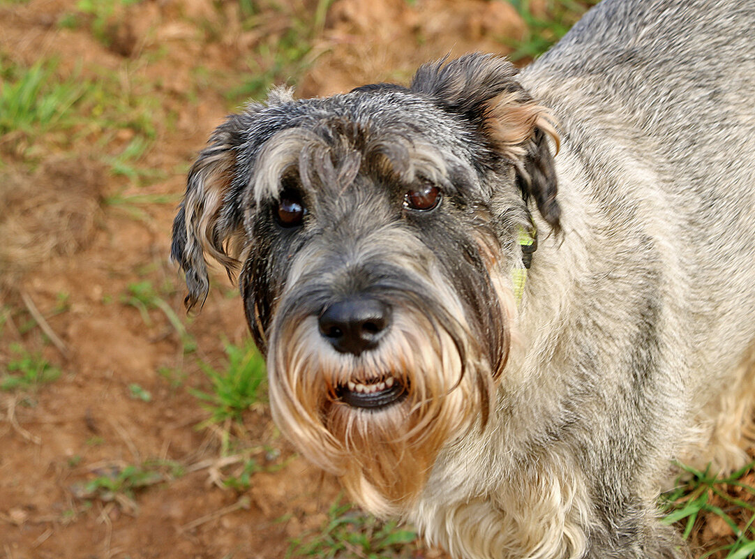 Надёжный защитник - Светлана 