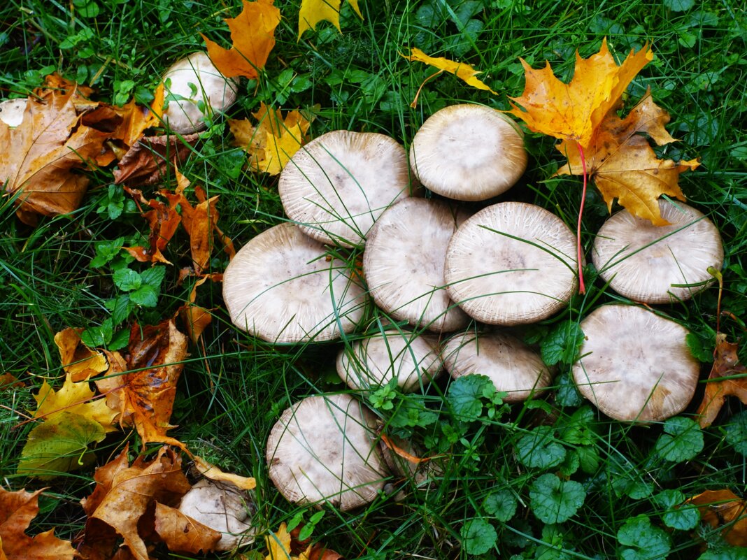 Сезон грибов продолжается.. - Aida10 