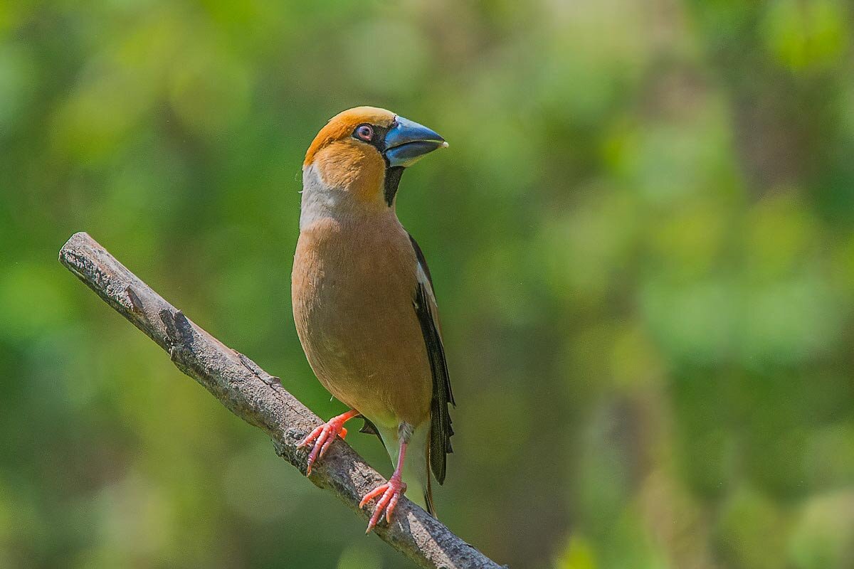 Дубонос. - Nik Lovec