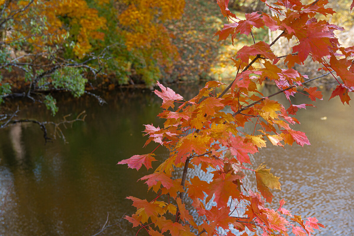 *** - Геннадий Порохов