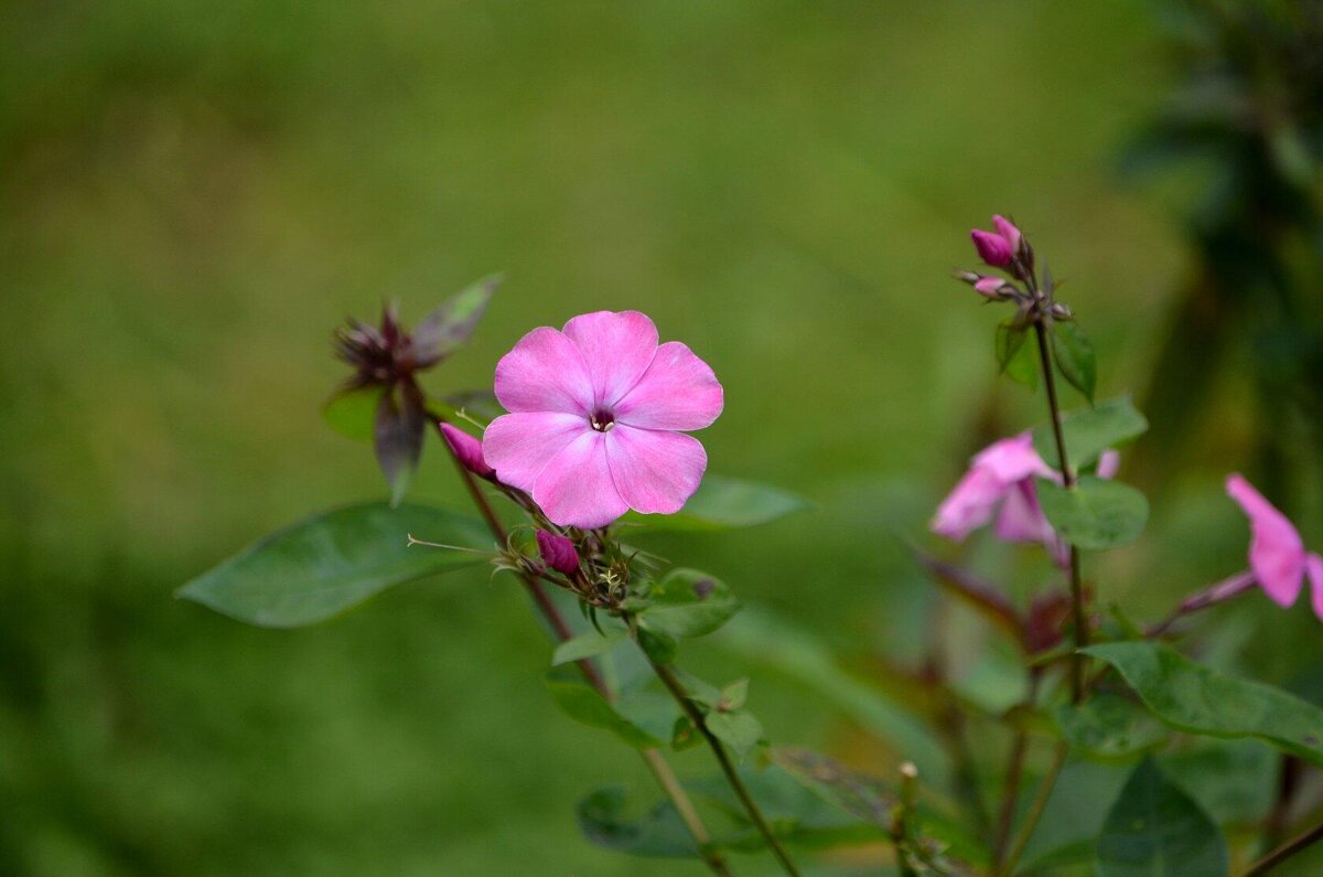 Летние - Татьяна Тюменка
