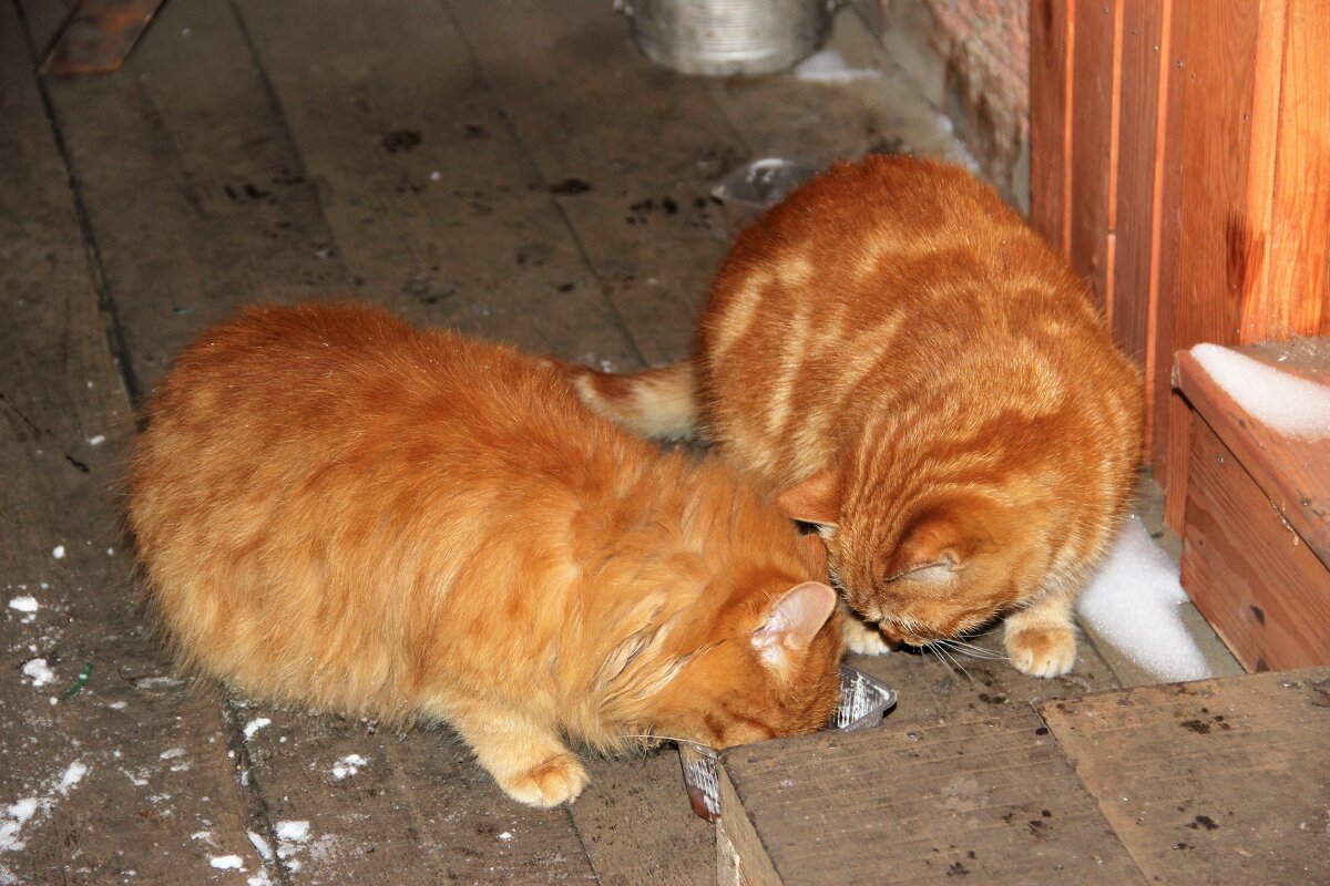 Рыжики - Венера Чуйкова