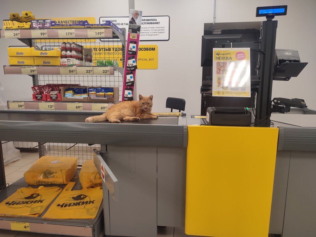 Чижик-Рыжик - Арсений 