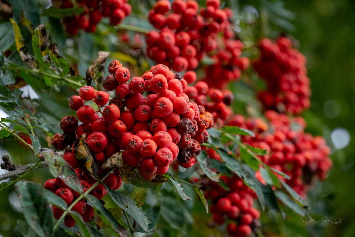 Старая рябина... - Николай Гирш
