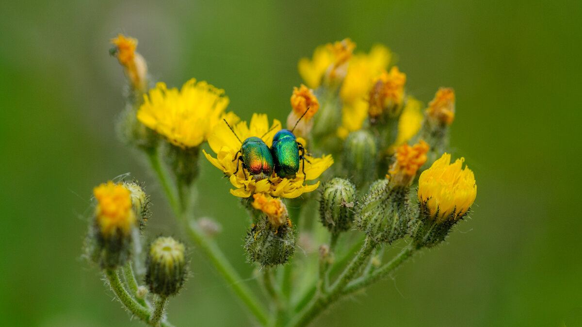 Парочка - Владимир Иванович