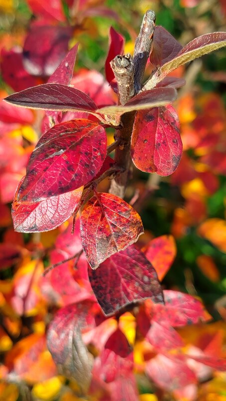 Яркие кусты черноплодной рябины - светлана льдокова