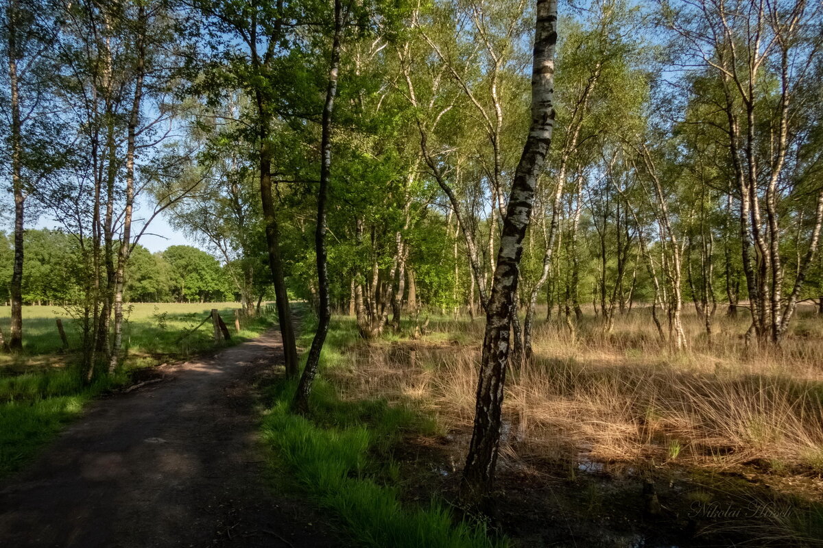 По заповедной зоне... - Николай Гирш