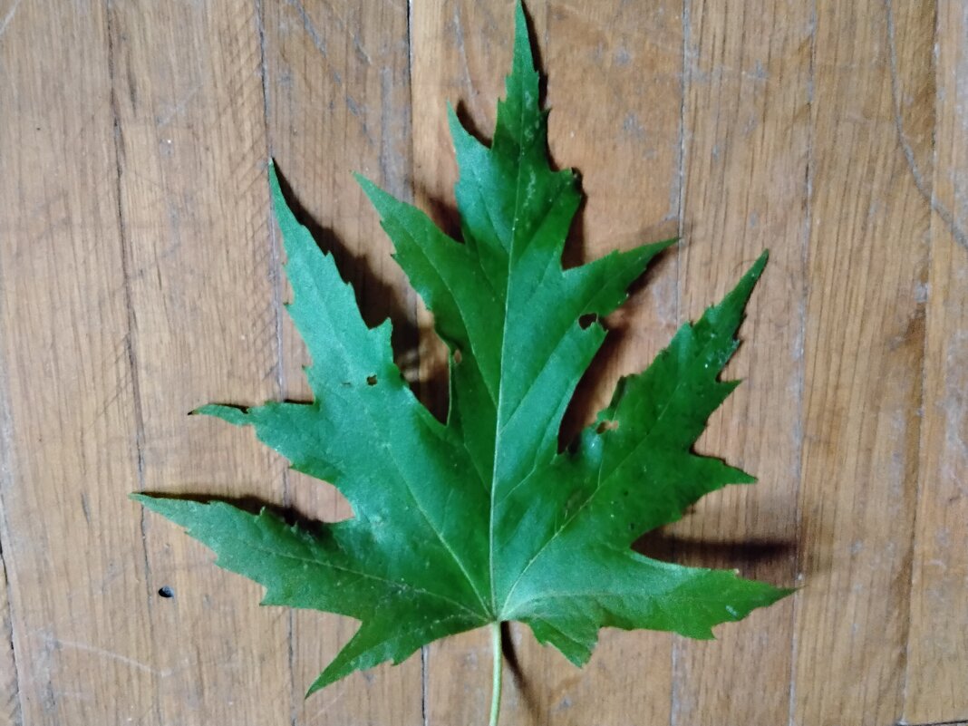 Кленовый листик - Дмитрий Никитин