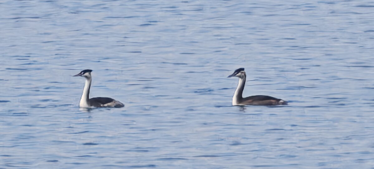 2 молодые чомги - Наталия 